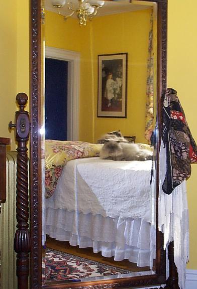 Cats enjoying the bedroom