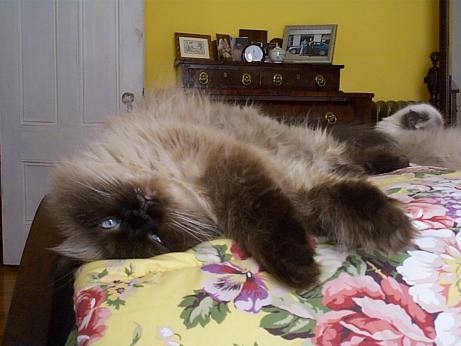 a cat's life