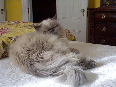 cat's life