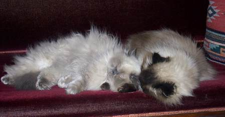 Sleeping on the sofa