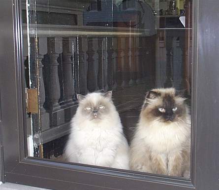 Checking out the new back porch
