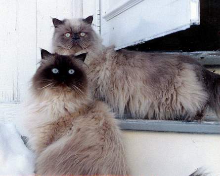 Surveying the snow.