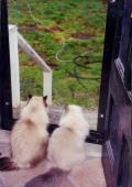 The Cats!